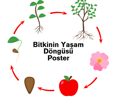 3.Sınıf Bitkinin Yaşam Döngüsü Poster